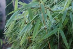 Niet Woekerende Bamboe (Fargesia Murieliae 'Bimbo') 19 Niet Woekerende Bamboe (Fargesia Murieliae 'Bimbo') -Tuinplanten Winkel 20120213125441 4