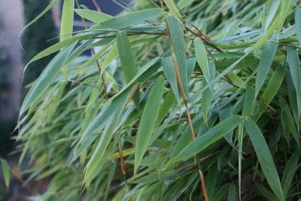 Niet Woekerende Bamboe (Fargesia Murieliae 'Bimbo') 7 Niet Woekerende Bamboe (Fargesia Murieliae 'Bimbo') - Afbeelding 5