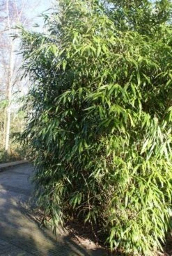 Bamboe (Phyllostachys Aurea) 28 Bamboe (Phyllostachys Aurea) -Tuinplanten Winkel 20120213125900 13