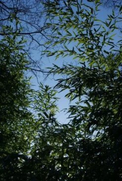 Bamboe (Phyllostachys Aurea) 25 Bamboe (Phyllostachys Aurea) -Tuinplanten Winkel 20120213125929 13