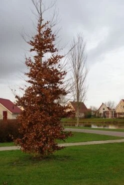 Beukenboom (Fagus Sylvatica) -Tuinplanten Winkel 20120213132201 16