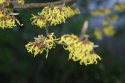 Toverhazelaar (Hamamelis Intermedia 'Arnold Promise') -Tuinplanten Winkel 20120213132348 6