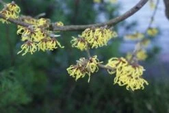 Toverhazelaar (Hamamelis Intermedia 'Arnold Promise') -Tuinplanten Winkel 20120213132408 6