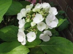 Hortensia (Hydrangea Macrophylla 'Madame Emile Mouilere') -Tuinplanten Winkel 20120213133307 6