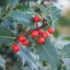 Gewone Hulst (Ilex Aquifolium) -Tuinplanten Winkel 20120213133607 12