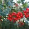 Hulst (Ilex Aquifolium 'Alaska') -Tuinplanten Winkel 20120213141441 11