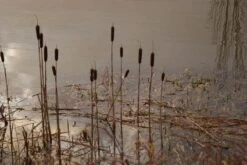 Grote Lisdodde (Typha Latifolia)