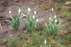 Sneeuwklokjes (Galanthus Nivalis) -Tuinplanten Winkel 20120213143241 1