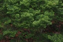 Dwergcypres (Chamaecyparis Obtusa 'Nana Gracilis') -Tuinplanten Winkel 20120213143635 5