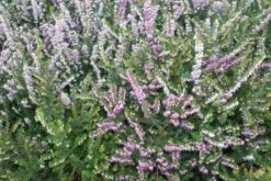 Roze Winterheide (Erica Darleyensis 'Ghost Hills')