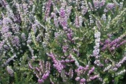 Roze Winterheide (Erica Darleyensis 'Ghost Hills') -Tuinplanten Winkel 20120213143843 2