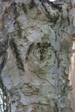 Ruwe Berk (Betula Pendula) 7 Ruwe Berk (Betula Pendula) -Tuinplanten Winkel 20120213144025 17