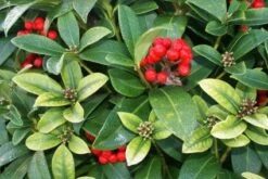 Skimmia (Skimmia Reevesiana) -Tuinplanten Winkel 20120213144325 1