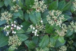 Groenblijvende Sneeuwbal (Viburnum Tinus 'Eve Price') 20 Groenblijvende Sneeuwbal (Viburnum Tinus 'Eve Price') -Tuinplanten Winkel 20120213144628 50 10