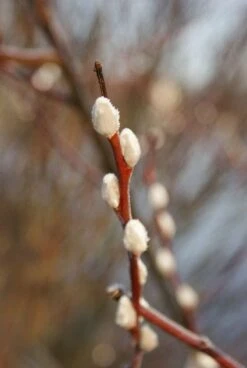 Treurwilg Op Stam (Salix Caprea 'Kilmarnock') -Tuinplanten Winkel 20120213144740 6