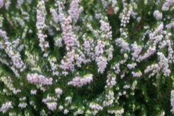 Witte Winterheide (Erica Darleyensis 'White Perfection') -Tuinplanten Winkel 20120213145139 2