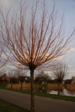 Knotwilg (Salix Alba 'Chermesina') -Tuinplanten Winkel 20120213151808 9