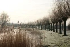 Knotwilg (Salix Alba) -Tuinplanten Winkel 20120213152215 13