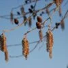Hartbladige Els (Alnus Cordata) -Tuinplanten Winkel 20120213152410 10
