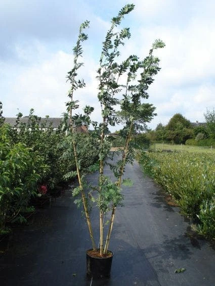 Gewone Lijsterbes (Sorbus Aucuparia) 4 Gewone Lijsterbes (Sorbus Aucuparia) - Afbeelding 2