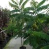 Fluweelboom, Struik (Rhus Typhina) -Tuinplanten Winkel 20120213155202 3