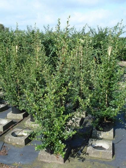 Vuurdoorn (Pyracantha 'Red Column') 11 Vuurdoorn (Pyracantha 'Red Column') - Afbeelding 9