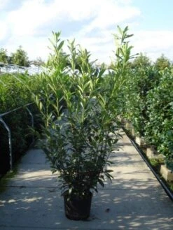 Laurier (Prunus Laurocerasus 'Caucasica') -Tuinplanten Winkel 20120213161329 19