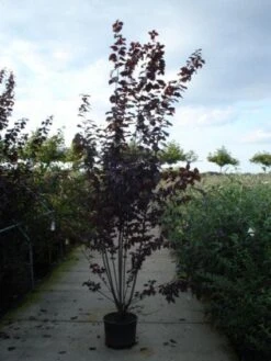 Rode Kerspruim Als Struik (Prunus Cerasifera 'Nigra') -Tuinplanten Winkel 20120213161654 8