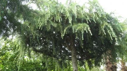 Ceder Als Dakboom (Cedrus Deodara 'Pendula') 4 Ceder Als Dakboom (Cedrus Deodara 'Pendula') - Afbeelding 2