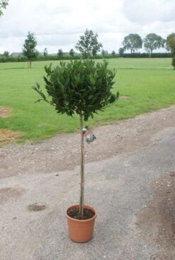 Echte Laurier Op Stam (Laurus Nobilis) -Tuinplanten Winkel 20120213163018 4