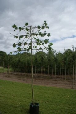 Leiplataan (Platanus Hispanica) 13 Leiplataan (Platanus Hispanica) -Tuinplanten Winkel 20120213163331 12