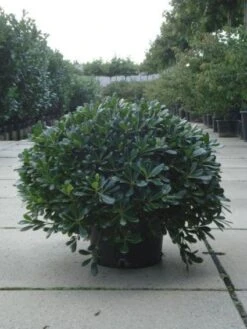 Australische Laurier (Pittosporum Tobira 'Nanum') 12 Australische Laurier (Pittosporum Tobira 'Nanum') -Tuinplanten Winkel 20120213163910 8