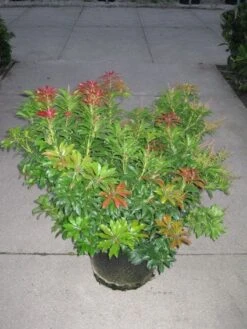 Rotsheide (Pieris Japonica 'Mountain Fire') 23 Rotsheide (Pieris Japonica 'Mountain Fire') -Tuinplanten Winkel 20120213164154 18 9 9