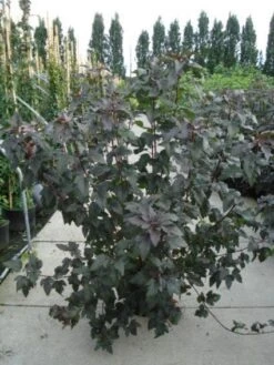 Blaasspirea (Physocarpus Opulifolius 'Diabolo') -Tuinplanten Winkel 20120213164348 6