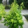 Blaasspirea (Physocarpus Opulifolius 'Dart's Gold') -Tuinplanten Winkel 20120213164422 4