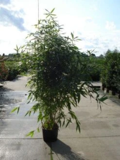 Bamboe (Phyllostachys Aurea) 26 Bamboe (Phyllostachys Aurea) -Tuinplanten Winkel 20120213164824 13