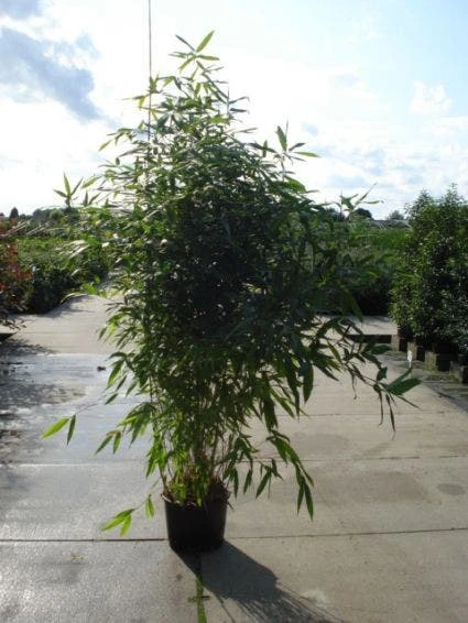 Bamboe (Phyllostachys Aurea) 7 Bamboe (Phyllostachys Aurea) - Afbeelding 5