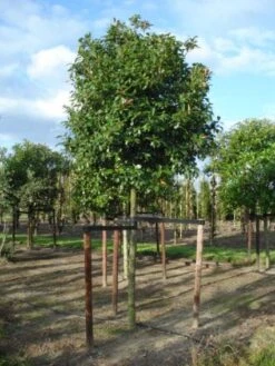 Glansmispel Als Boom (Photinia Fraseri 'Red Robin') -Tuinplanten Winkel 20120214125941 9