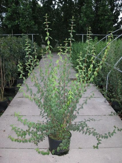 Boerenjasmijn (Philadelphus 'Lemoinei') 4 Boerenjasmijn (Philadelphus 'Lemoinei') - Afbeelding 2