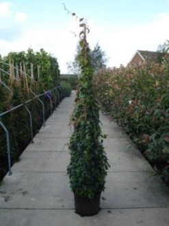 Wingerd (Parthenocissus Tricuspidata 'Veitchii') 14 Wingerd (Parthenocissus Tricuspidata 'Veitchii') -Tuinplanten Winkel 20120214131345 8