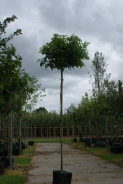 Amberboom (Liquidambar 'Gum Ball') -Tuinplanten Winkel 20120214133049 10