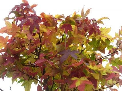 Amberboom Op Stam (Liquidambar 'Gum Ball') 4 Amberboom Op Stam (Liquidambar 'Gum Ball') - Afbeelding 2