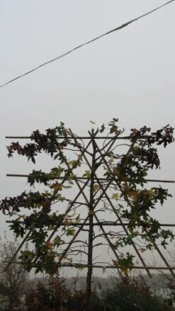 Amberboom Als Leiboom (Liquidambar Styraciflua) -Tuinplanten Winkel 20120214133547 7