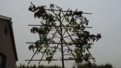 Amberboom Als Leiboom (Liquidambar Styraciflua) -Tuinplanten Winkel 20120214133609 7