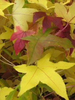 Amberboom Als Leiboom (Liquidambar Styraciflua) -Tuinplanten Winkel 20120214133628 7