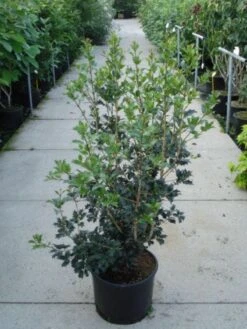 Schijnhulst (Osmanthus Heterophyllus 'Variegatus') -Tuinplanten Winkel 20120214134036 14