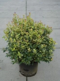 Schijnhulst (Osmanthus Heterophyllus 'Variegatus') -Tuinplanten Winkel 20120214134133 5