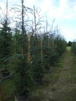 Schijnbeuk (Nothofagus Antarctica) -Tuinplanten Winkel 20120214134552 10