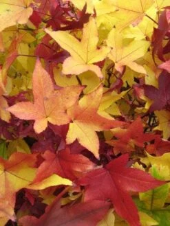 Amberboom Als Struik (Liquidambar Styraciflua 'Worplesdon') 9 Amberboom Als Struik (Liquidambar Styraciflua 'Worplesdon') -Tuinplanten Winkel 20120214135215 5