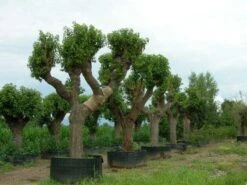 Witte Moerbei (Morus Alba) -Tuinplanten Winkel 20120214140206 11